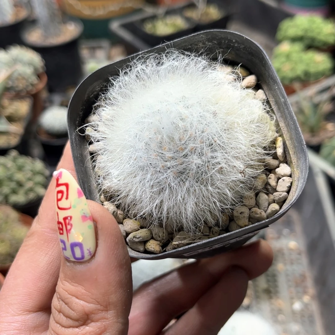 24217一物一拍单头发货无刺丽光殿