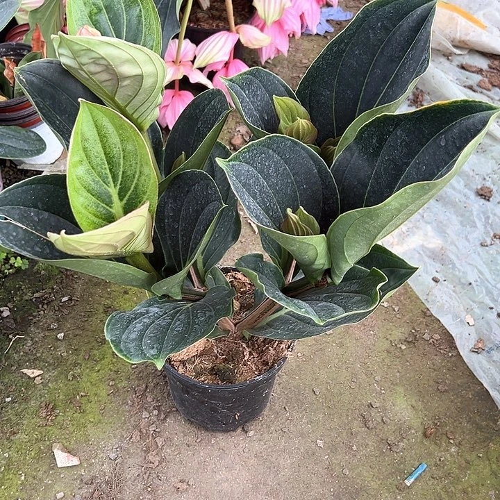 微***笑完全开放荷兰进口宝莲灯