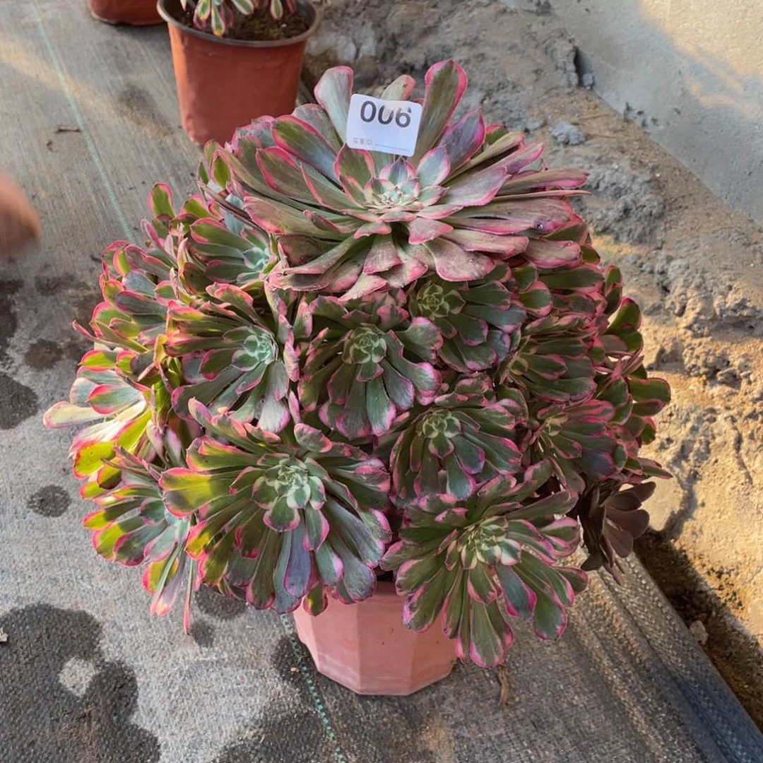 霁月老桩法师多肉植物