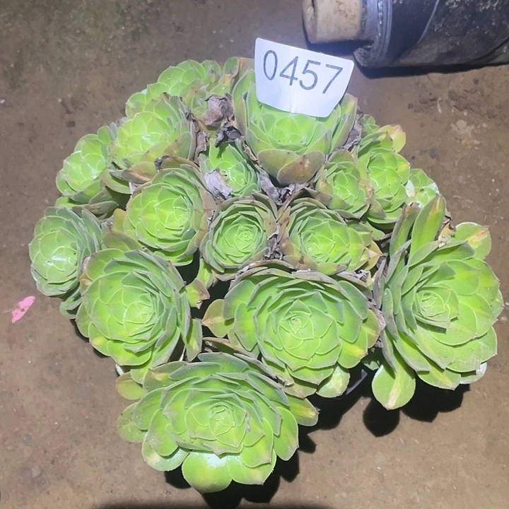 多肉植物不包断枝457抹茶