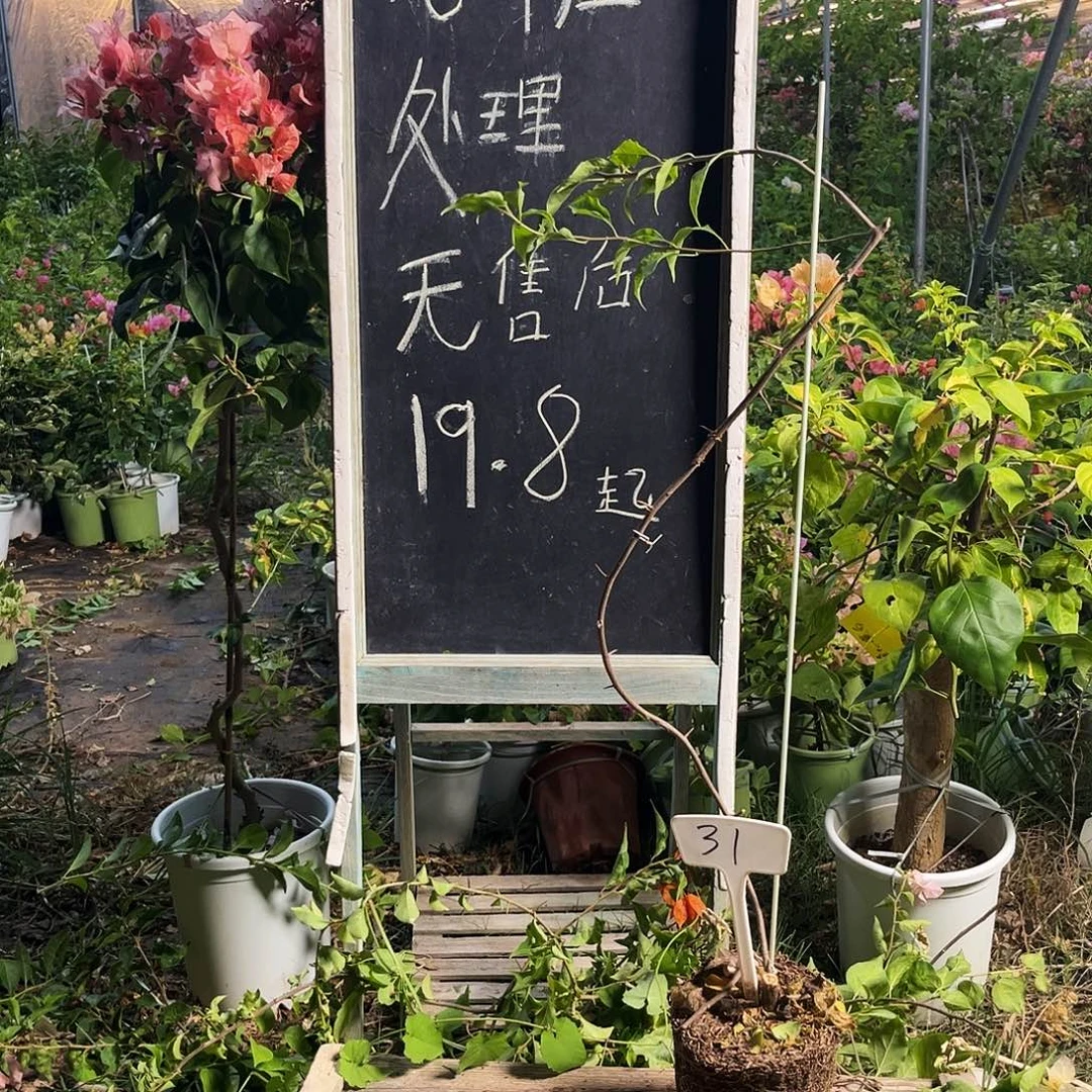 完全开放三角梅三角梅31