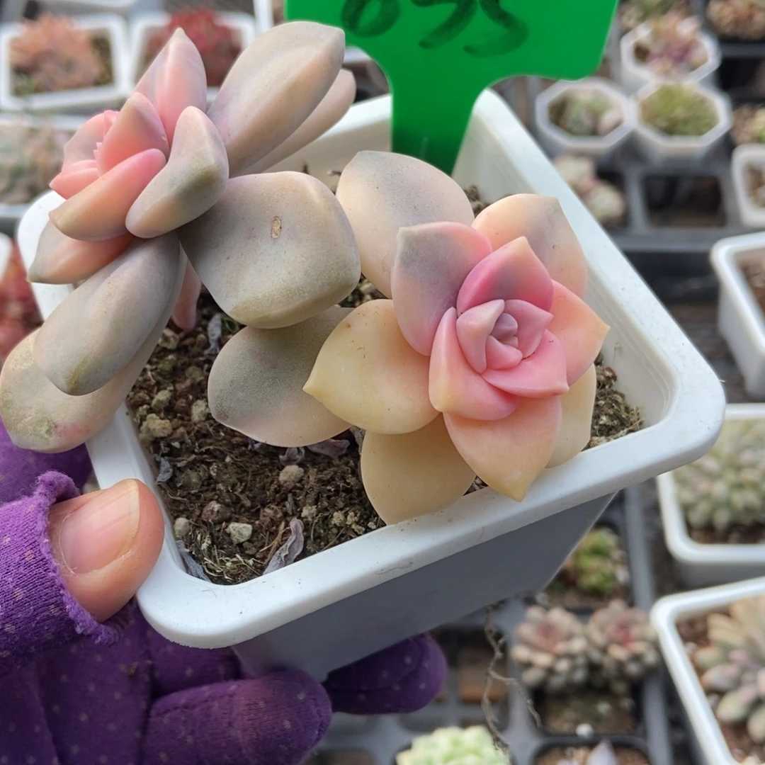 835紫乐锦多肉植物duorou