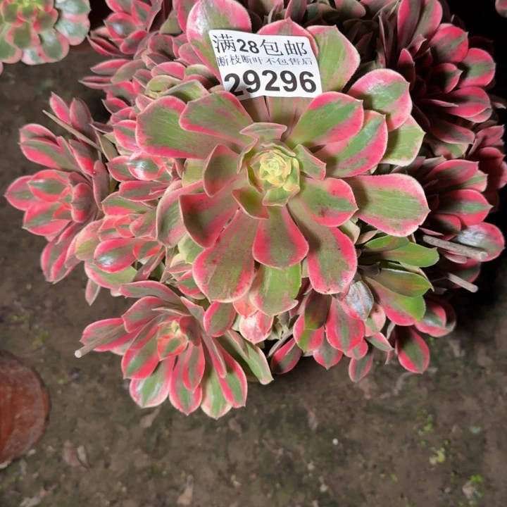 29296女妖多肉植物