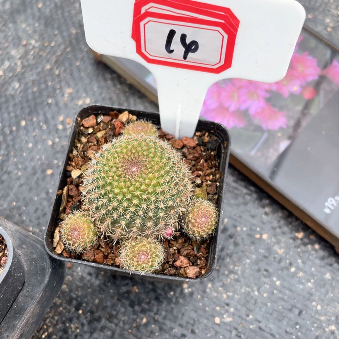 14 18往事如图一图读