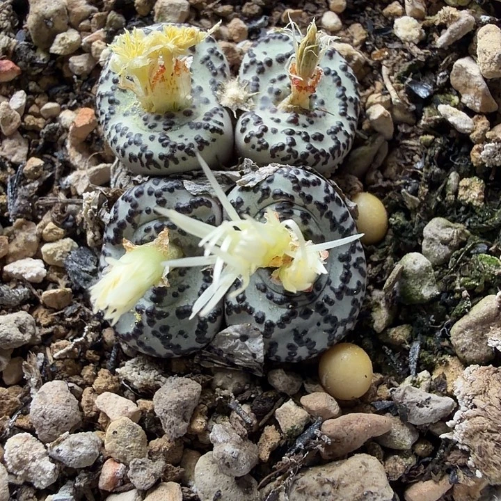 开播福利好看的（忘编号了）