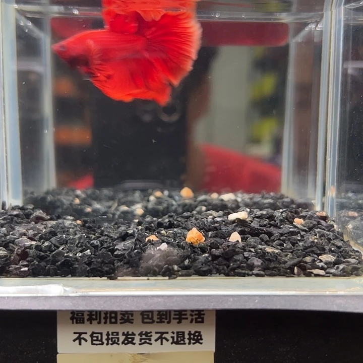 斗鱼竞拍跑单拉黑4日66