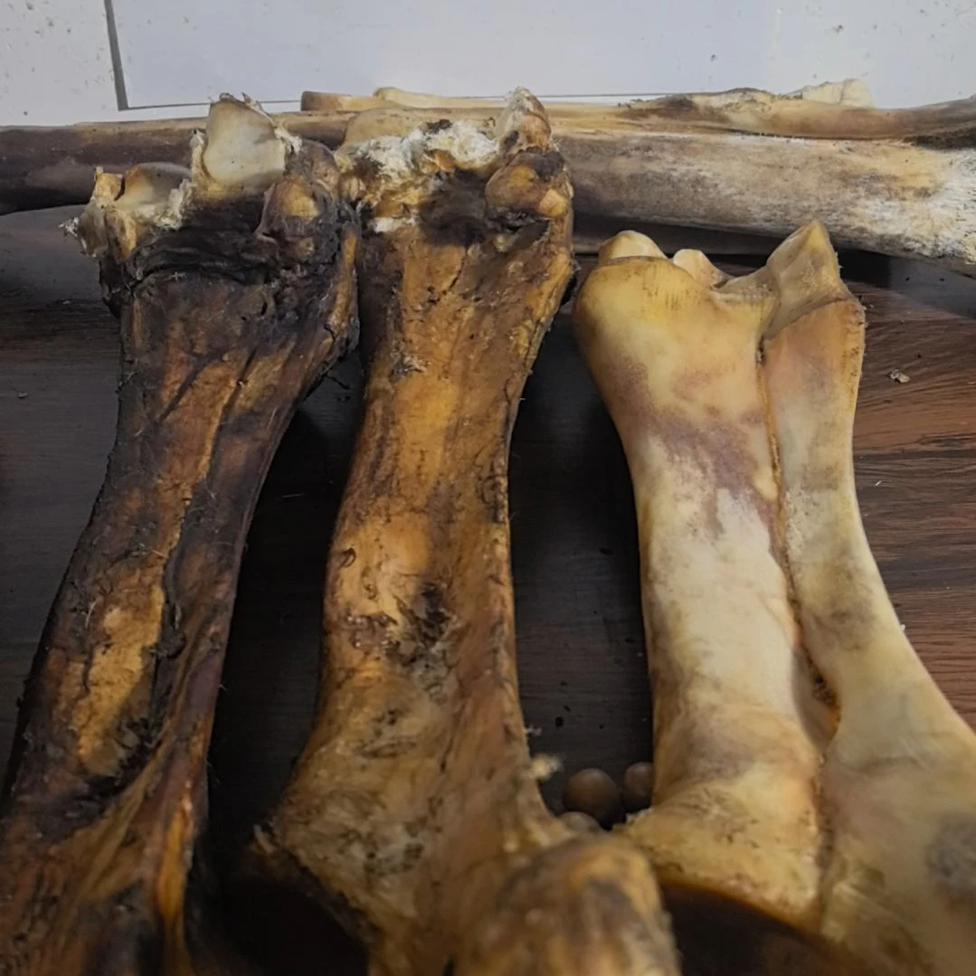 hh大腿骨大腿骨大腿骨