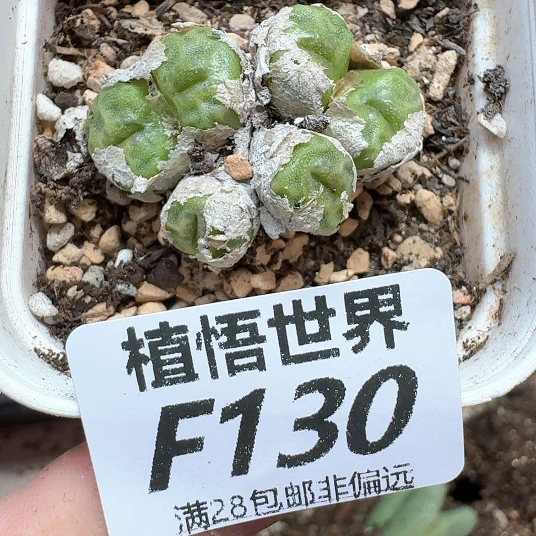 的润泽的人生润泽df