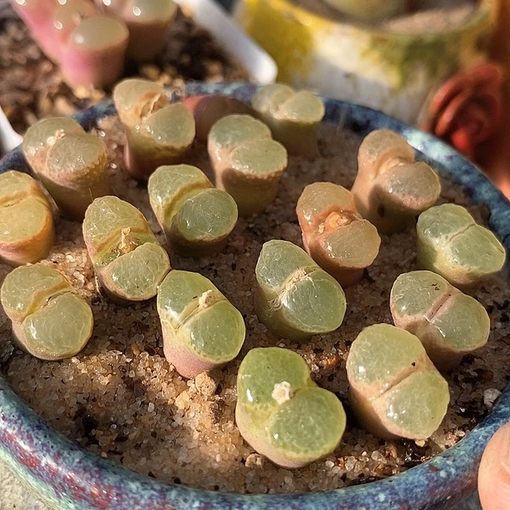 樱花风铃一颗   1453.9