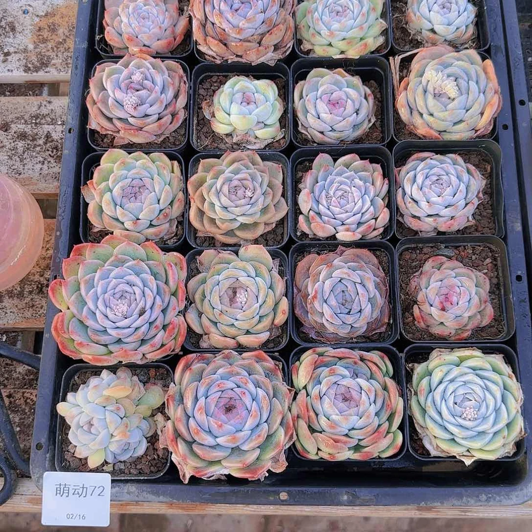 直播一物一拍多肉72