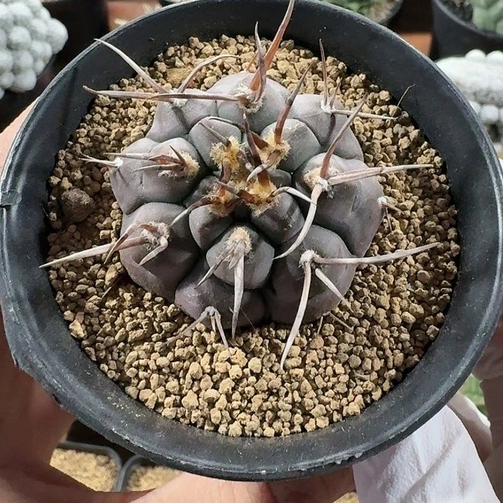 摩天龙仙人球12345