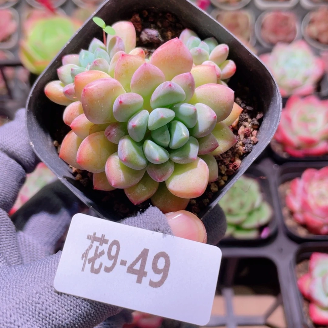 花利美 9-49冰彤