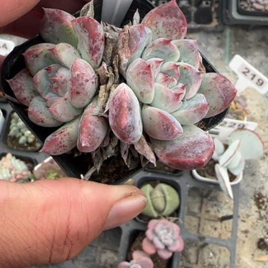 163阿尔巴佳人多肉