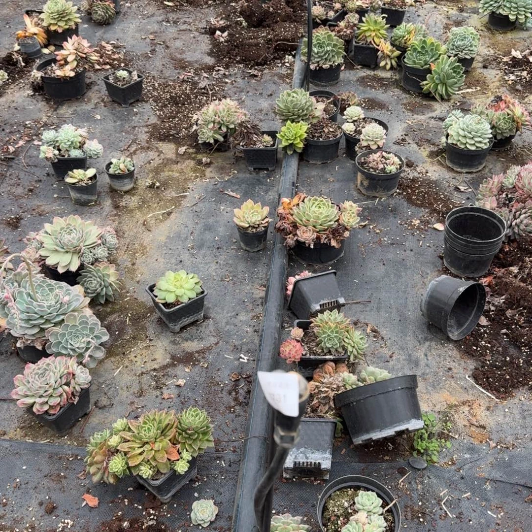 五号箱子一箱子麦秆量拍的好17-31