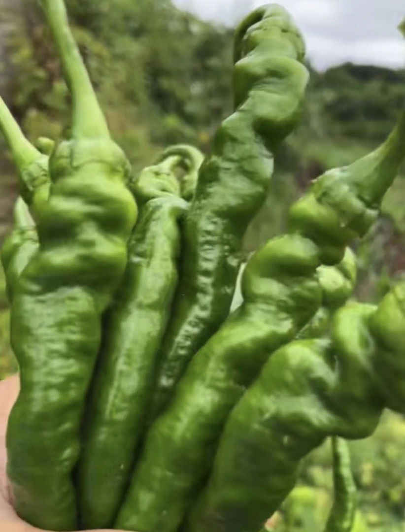 湘西高山螺丝椒新鲜采摘产地鲜美农家薄皮辣椒