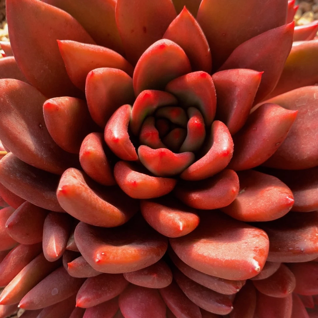 ?****?杂交1111111111