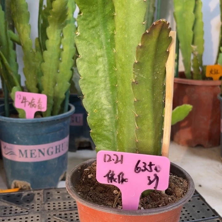 当前无花栽培后可以开花萱**依小红小粉