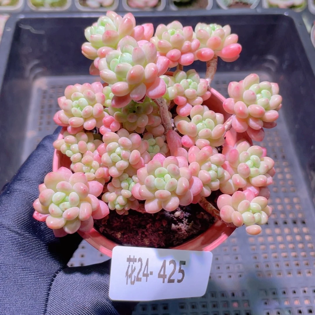花利美24-425洛可可