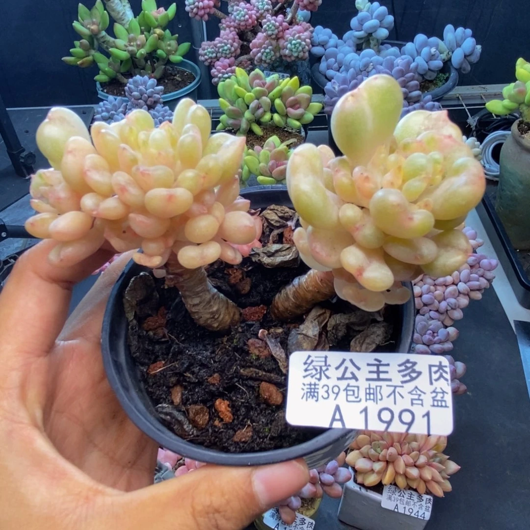 991比尔盖茨多肉8c m