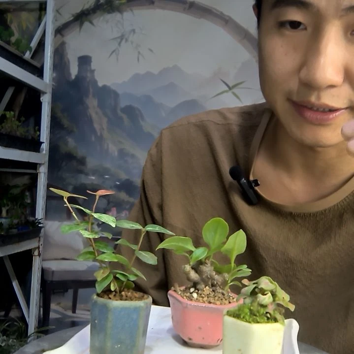 ?*势中青园艺一物一拍445