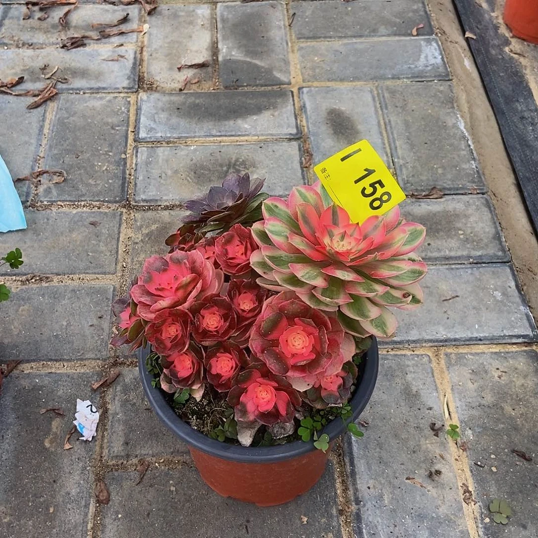 橘***了2荔枝，158冠服15。