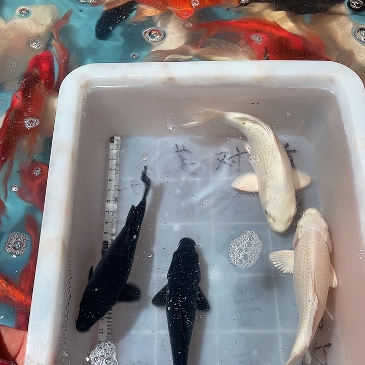 蝴蝶鲤鱼渔场直发20