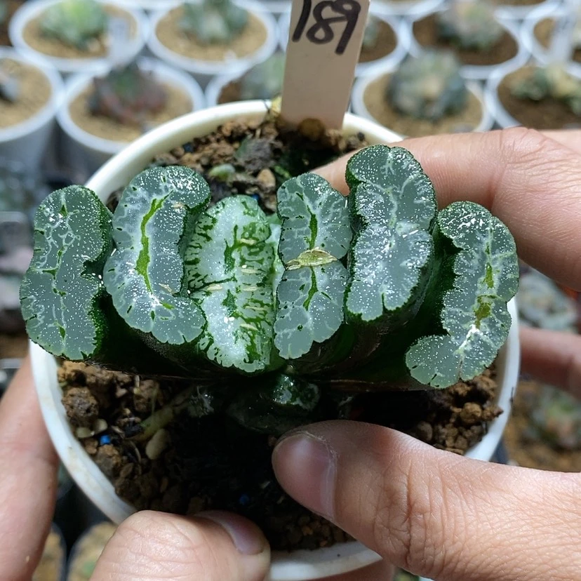 【闪购商品】z*q189实生