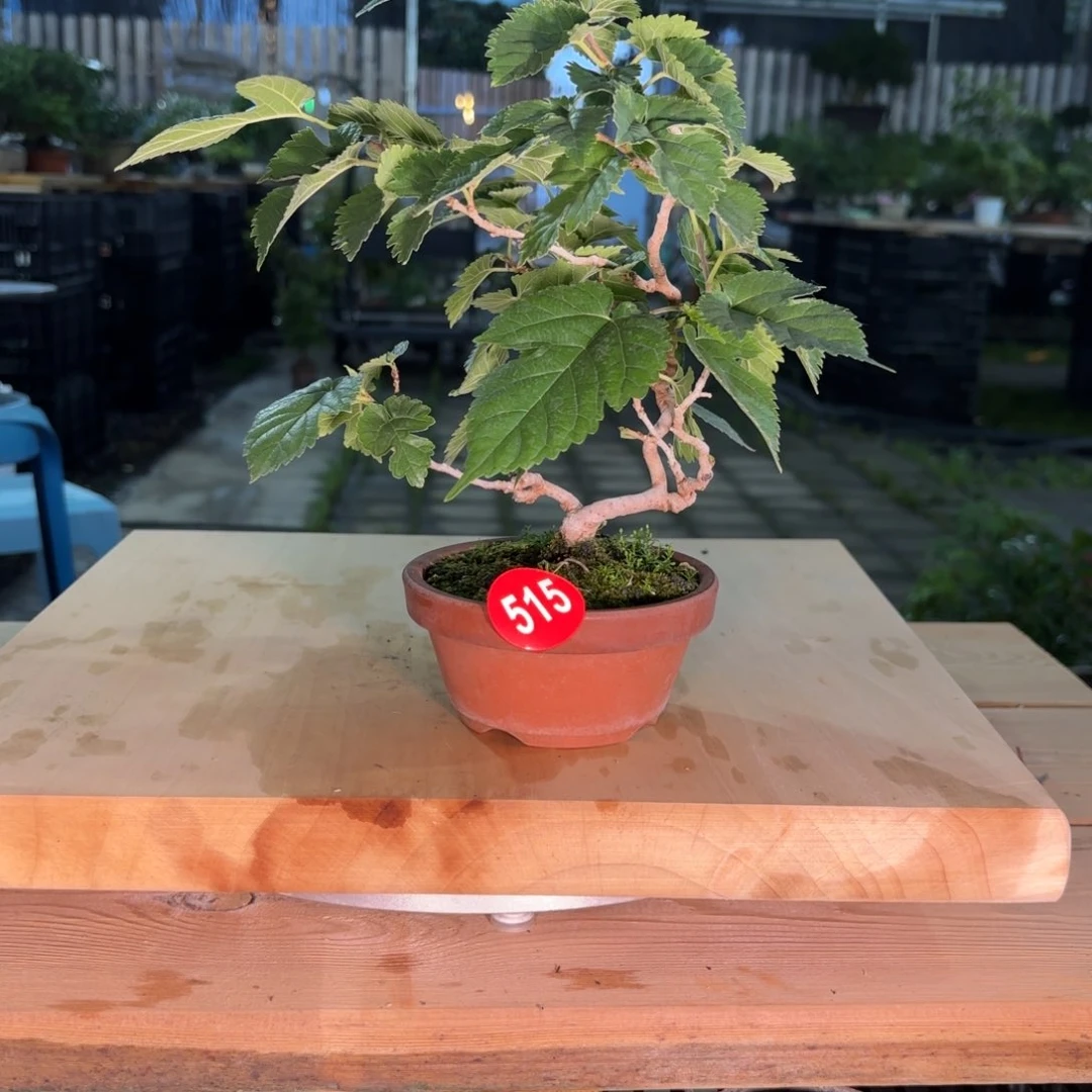 b****i大棚转让515号包邮