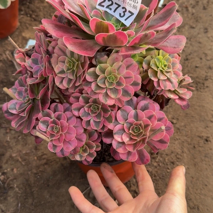 22737美杜莎多肉植物