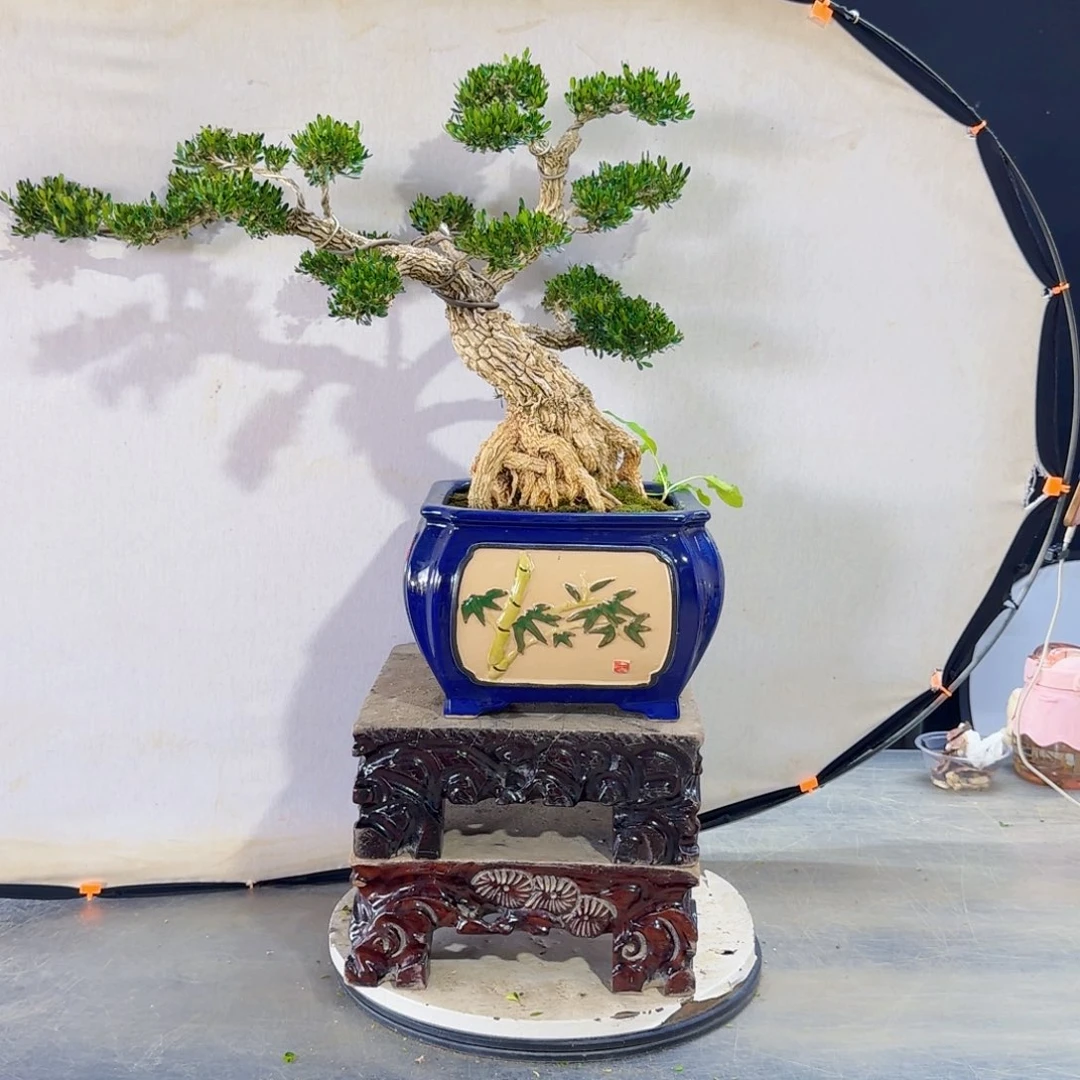 高端黄杨盆景艺术用****王