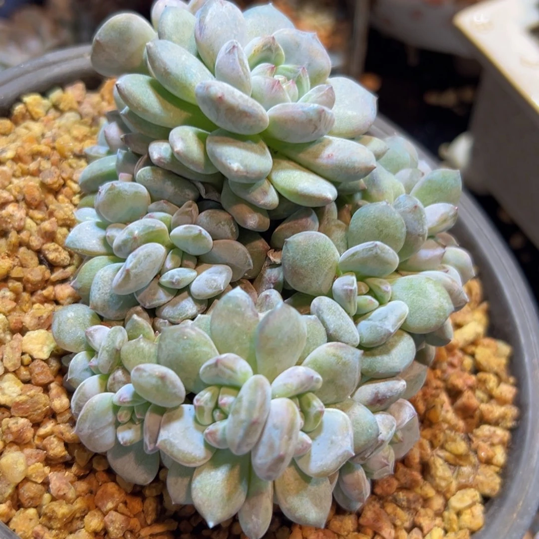 新年快乐 新年快乐