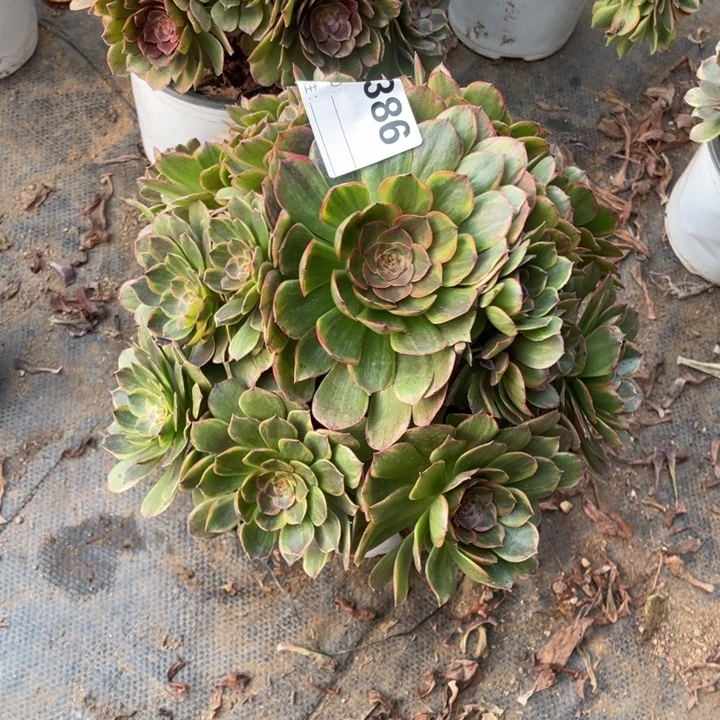 多肉半夏法师386