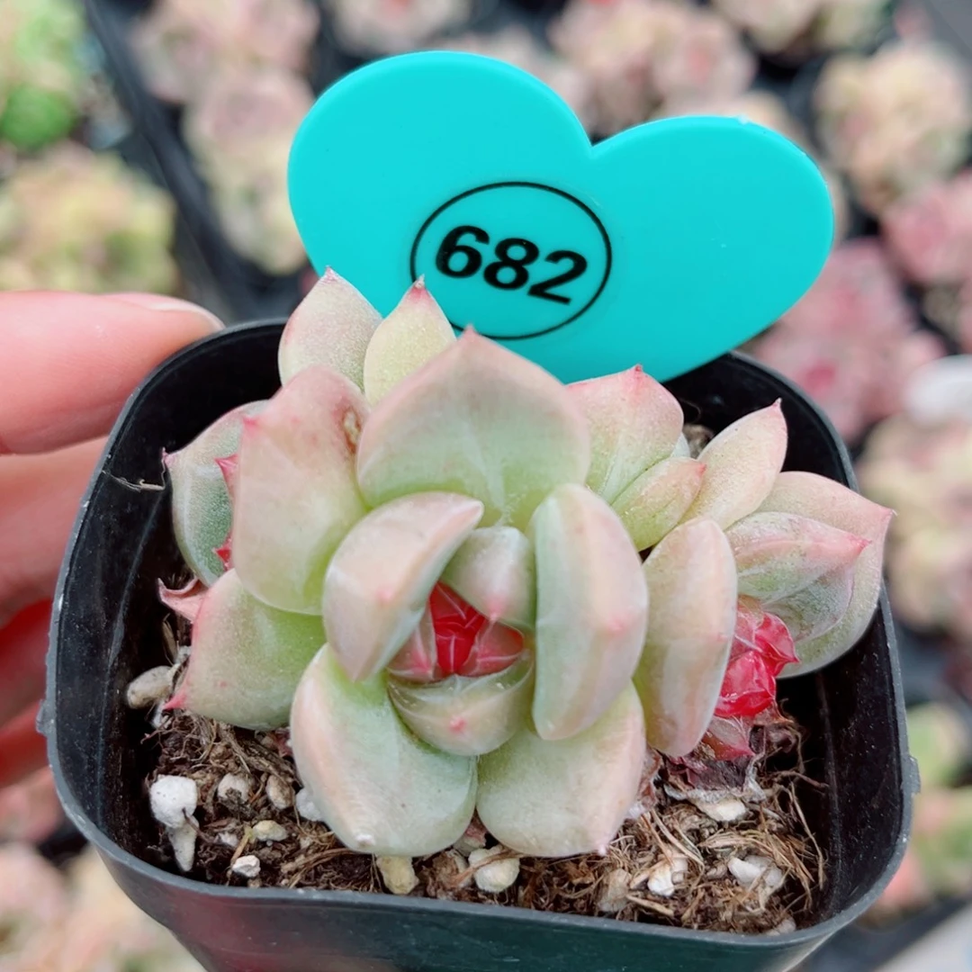 628号小老桩珍妮群