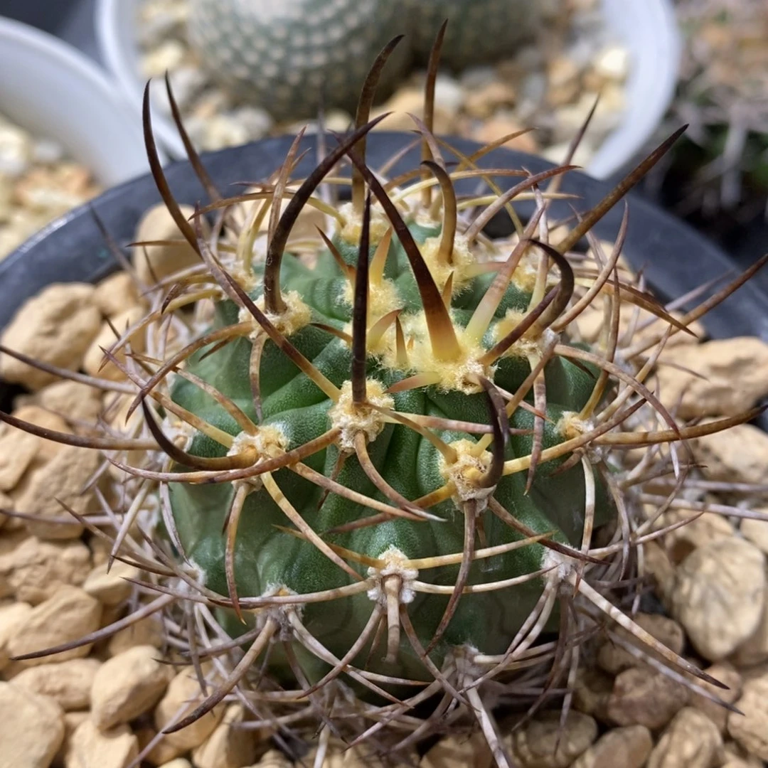 五百津玉实生5.8cm