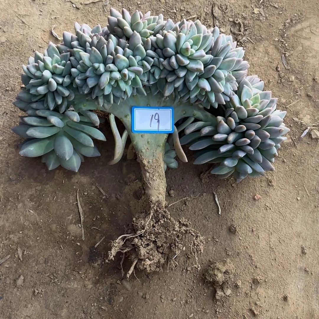 19号淡雪缀化一物一拍