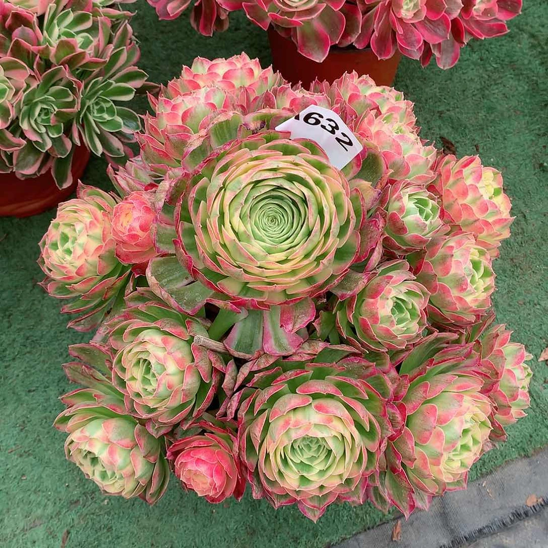 丽****儿632.海王粉体多肉植物