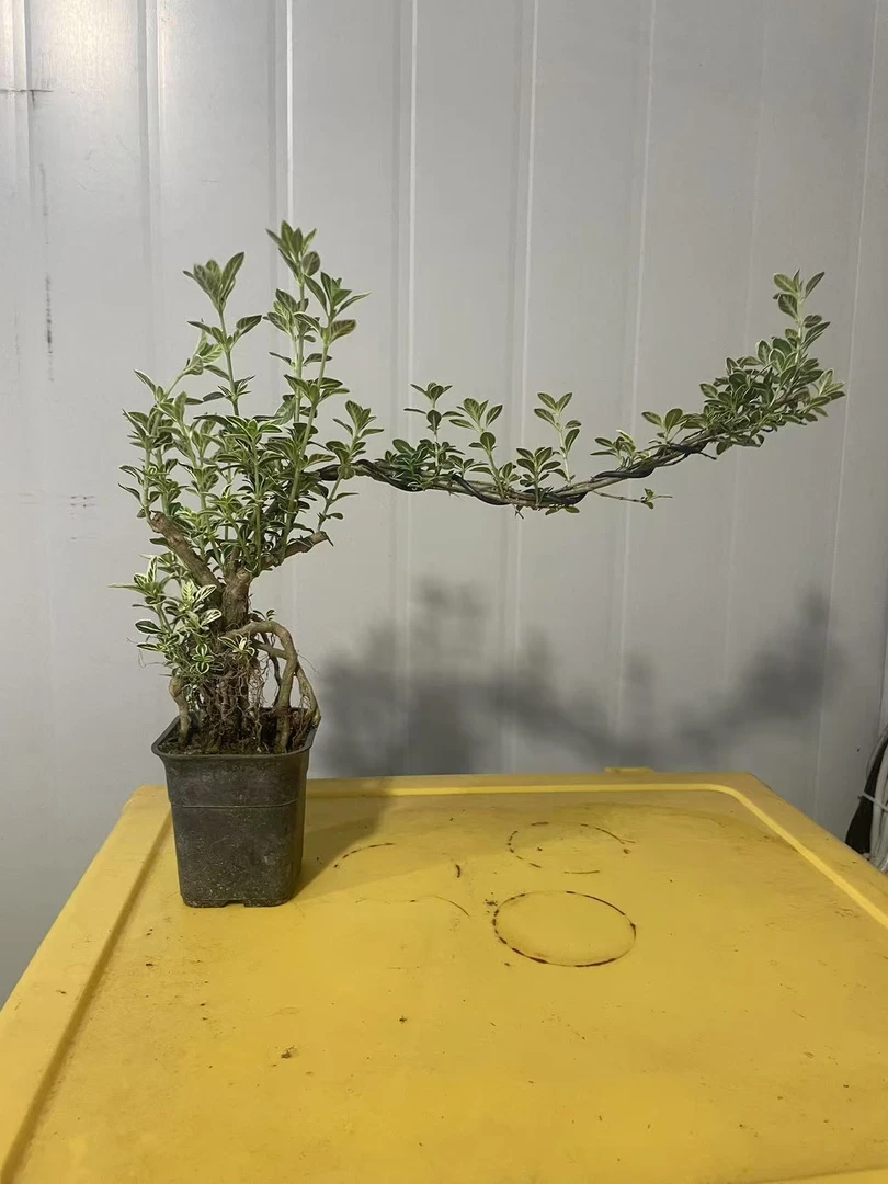 飘枝金边六月雪茶台书桌好养四季青开花植物室内室外鲜活小盆景