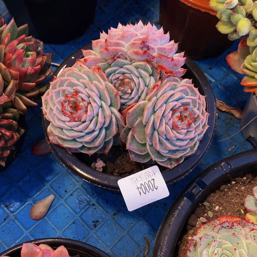 *****      天鹅绒多肉20004