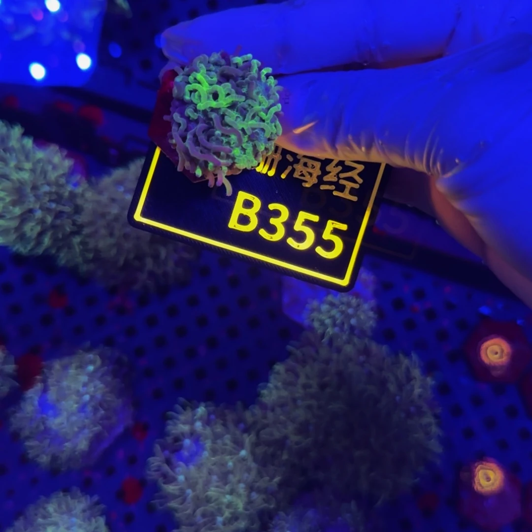 纽扣珊瑚B****3晓晓豆芽皮B355