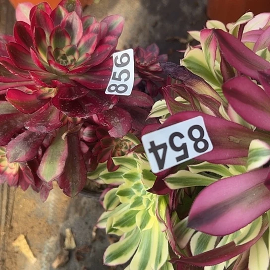 晴***?多肉植物两个