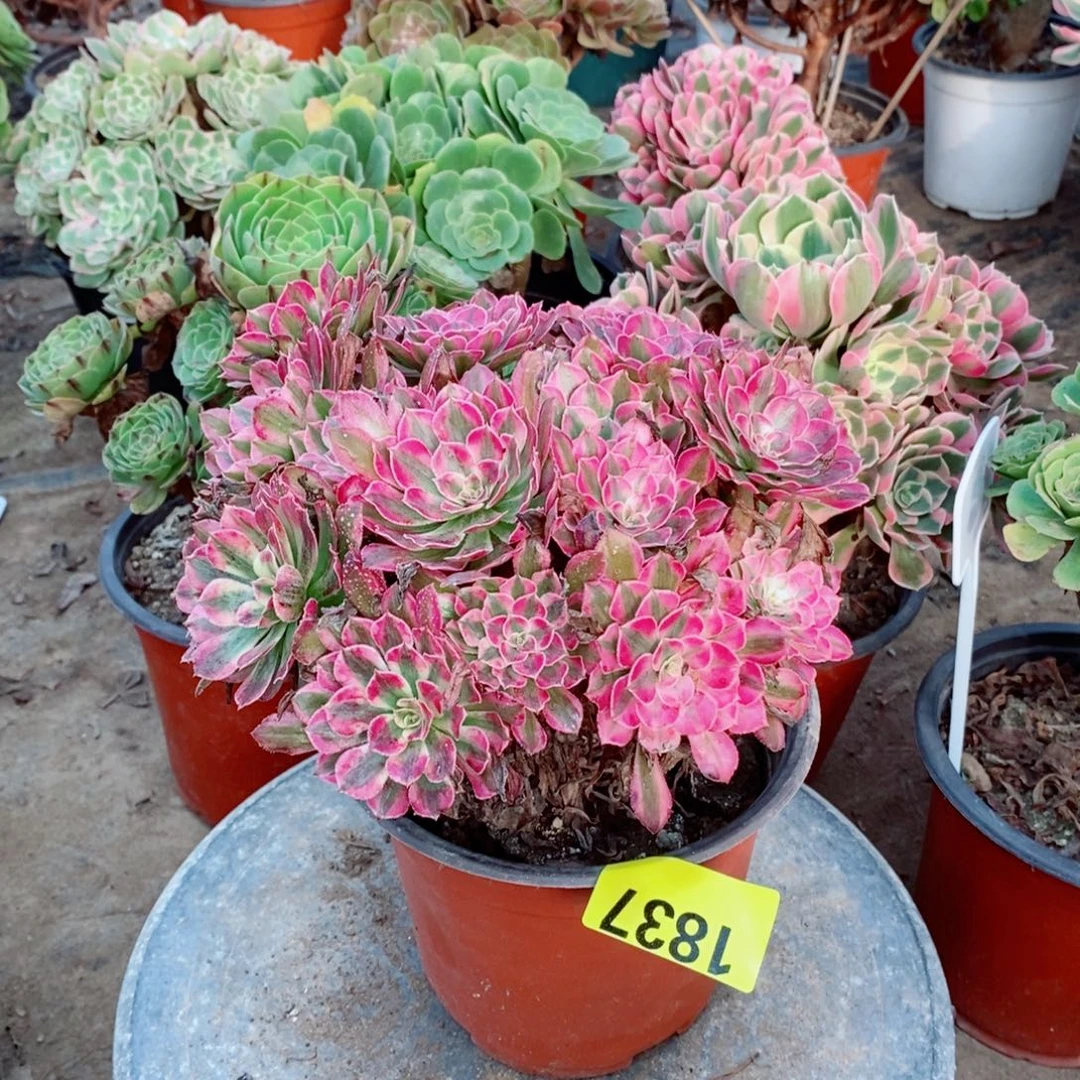 红同白1837多肉植物