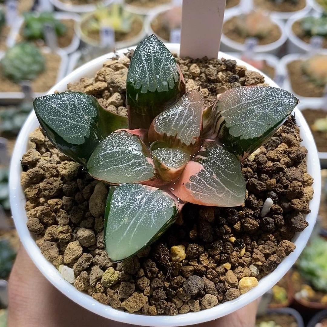 173实生克锦哈哈哈哈哈