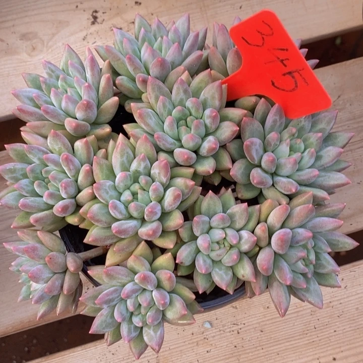 这样做也能有好处呀