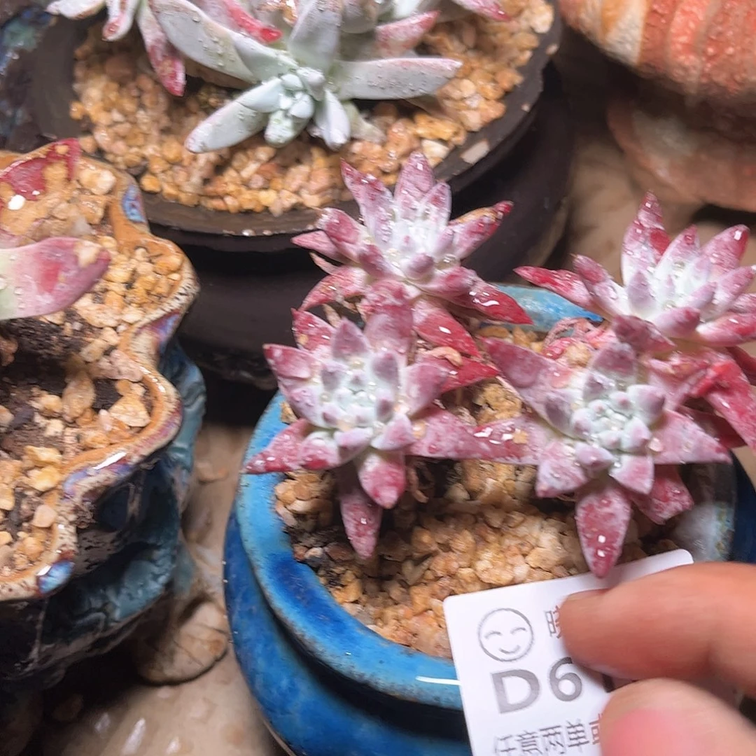 6163白菊杂交多肉