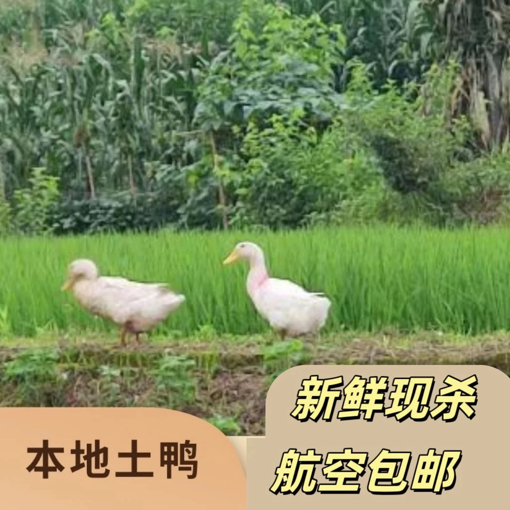 四川广安农家散养土鸭粮食喂养稻田养殖（默认稻草烧毛）