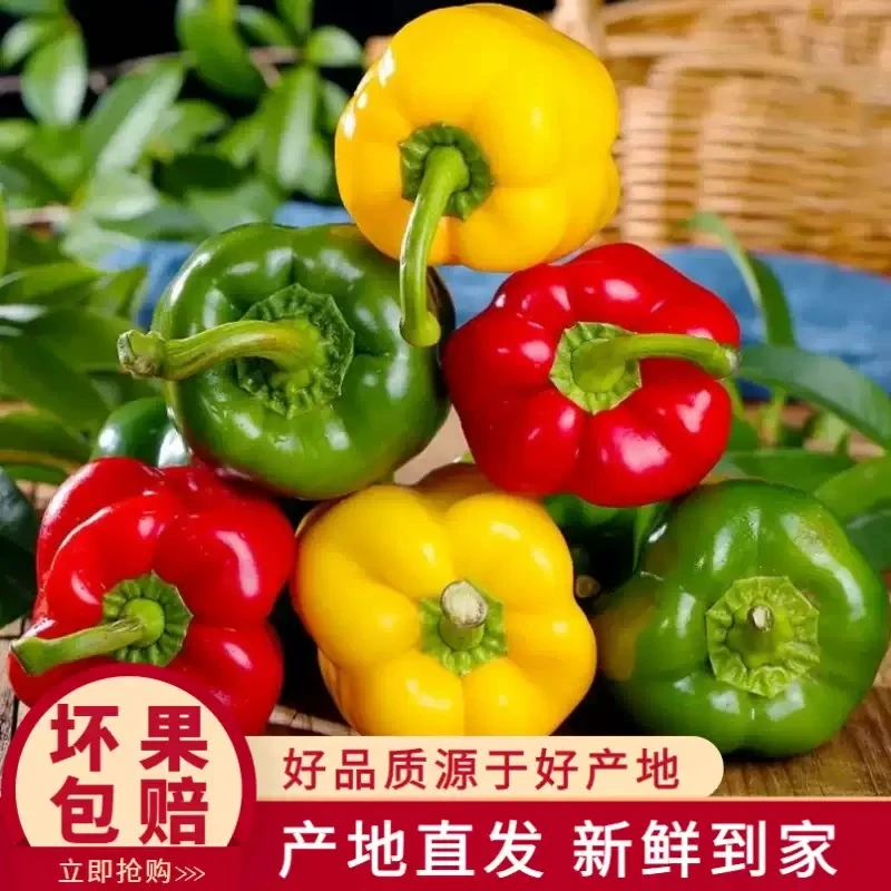 【京东快递】新鲜三色五彩椒现摘现发应季新鲜蔬菜水果辣椒生吃不辣