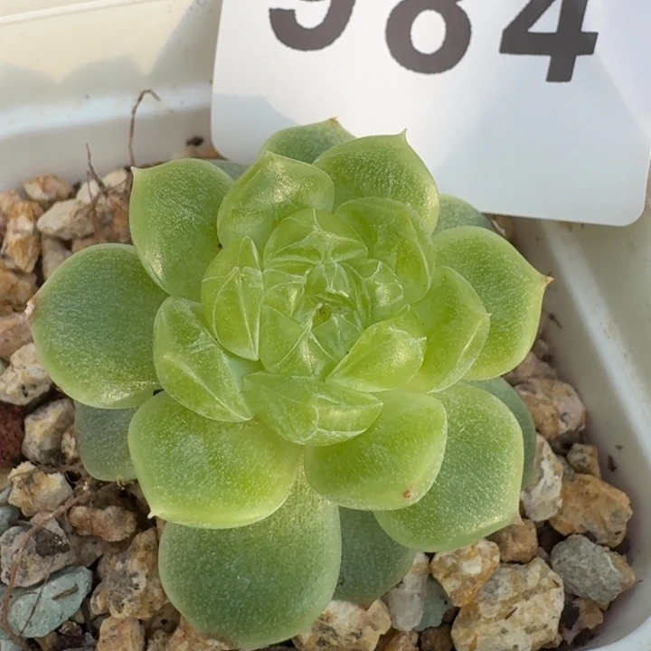 珍妮            多肉植物