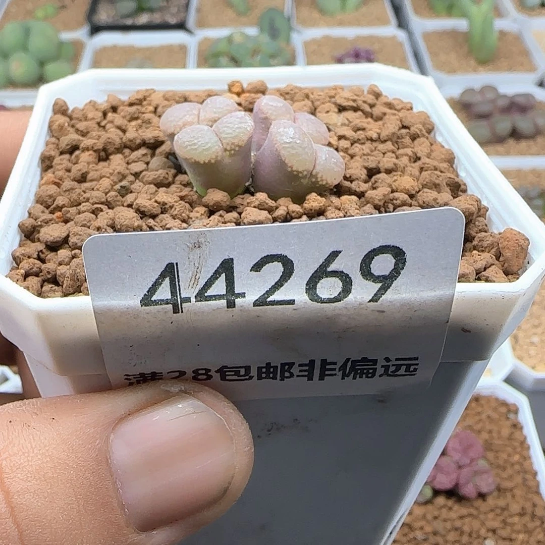 ****]开播福利来啦44291