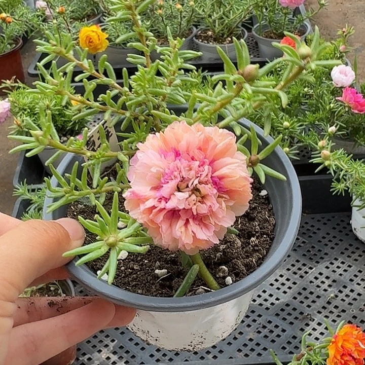 量拍草莓甜心超小苗花色会变盆口11cm