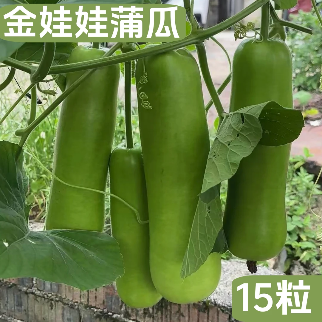 金娃娃蒲瓜种子短棒圆筒形早熟高产味清甜适合家庭种植小李在菜园